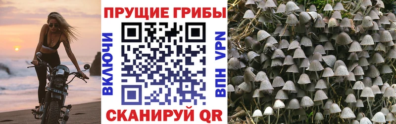 купить наркотик  Тырныауз  Псилоцибиновые грибы Magic Shrooms 